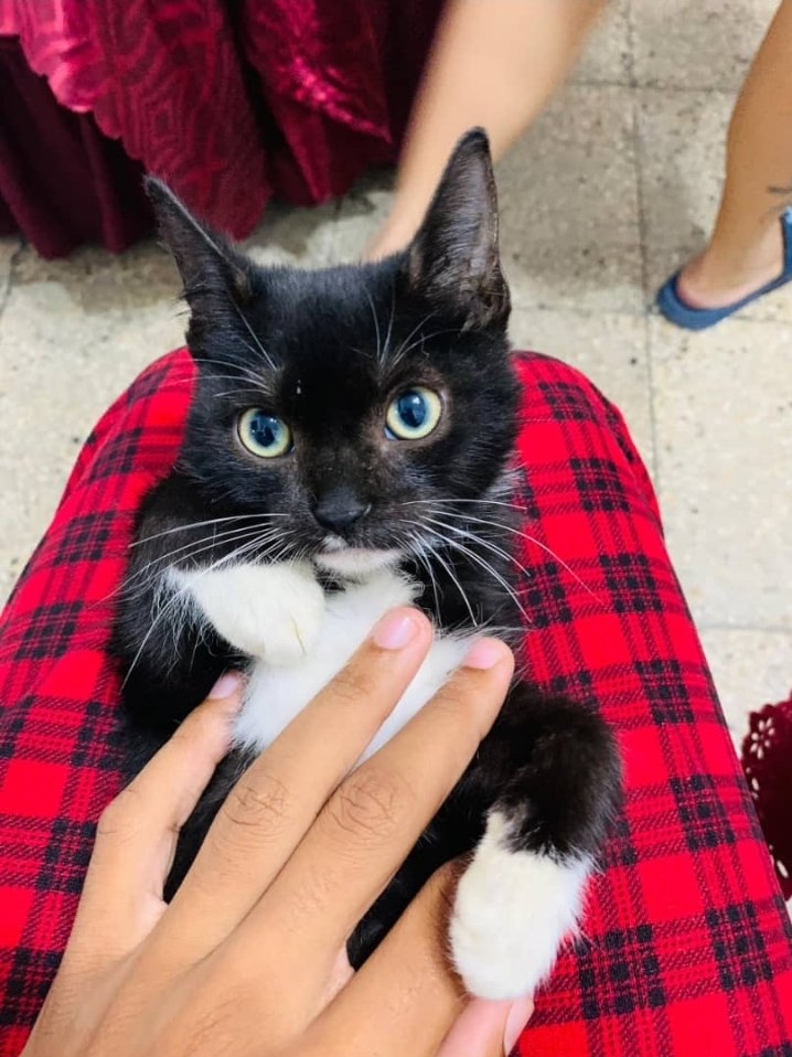 Nombre: Mushu
Apodo: mushi
Animal: gato
Tipo: panterita