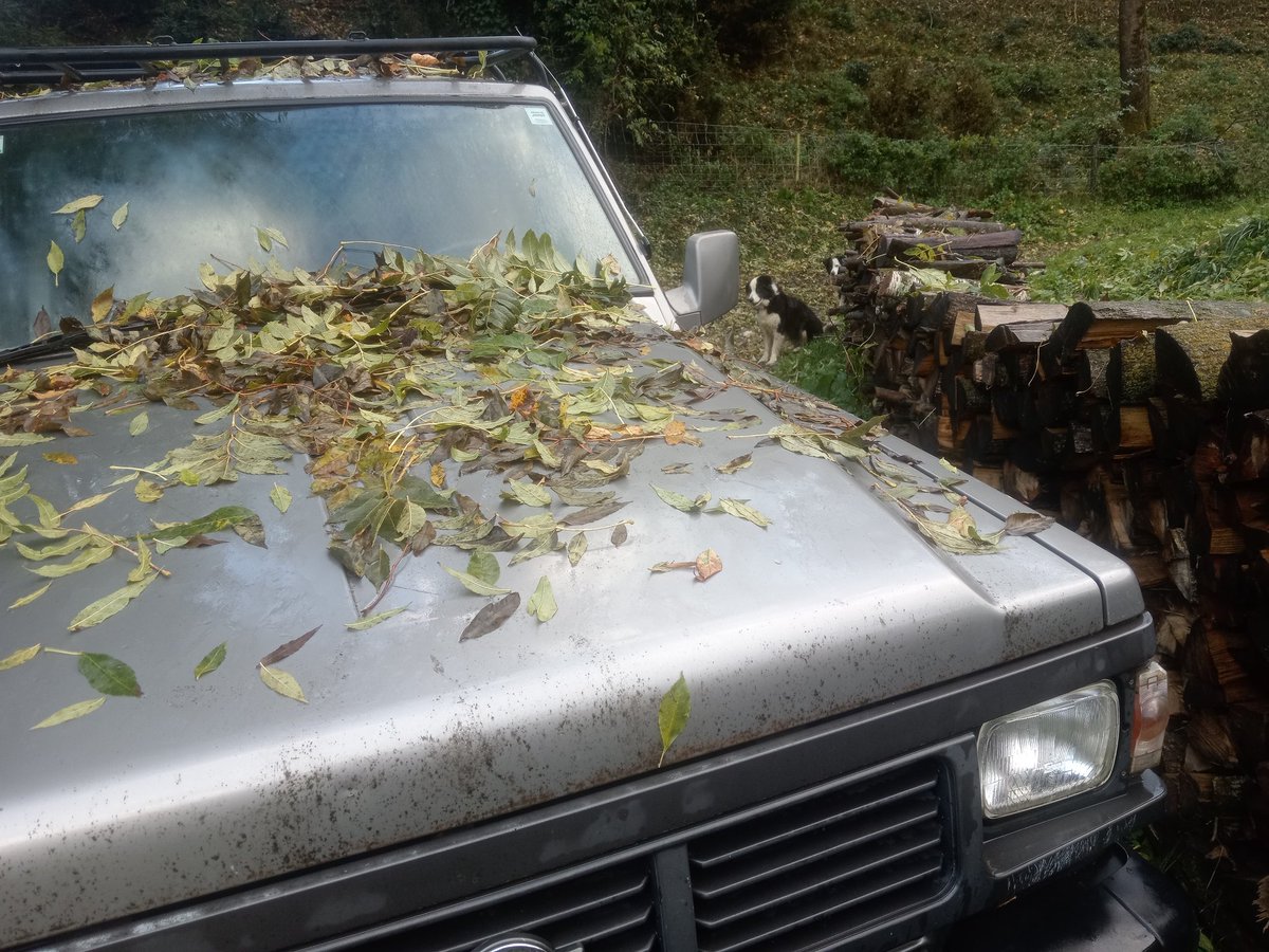 xaiecologic's tweet image. Tardor a la Catalunya Ruralota.
#RuralismeOBarbàrie ( sector dur, pur, arcaic, tradicionalista, radical i inassimilable)
#Patrol: 😍
#Collies : 😍😍