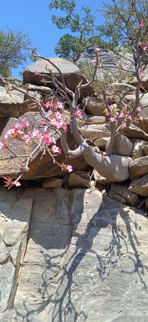 تعرفو ليش نقول حيفان مميزه دائما ،

هذه وردة الصحراء ومش بتتواجد في العالم غير في جزر ارخبيل سقطرى 
وهاهي متواجده في حيفان 💙