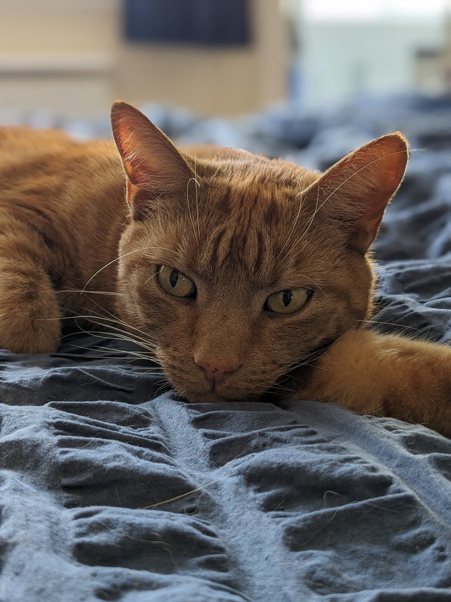 This morning my Darling ickle furry, purry ginger Harrycat died suddenly and unexpectedly....... We are absolutely devastated by this loss...... 
Run free ickle fella xx