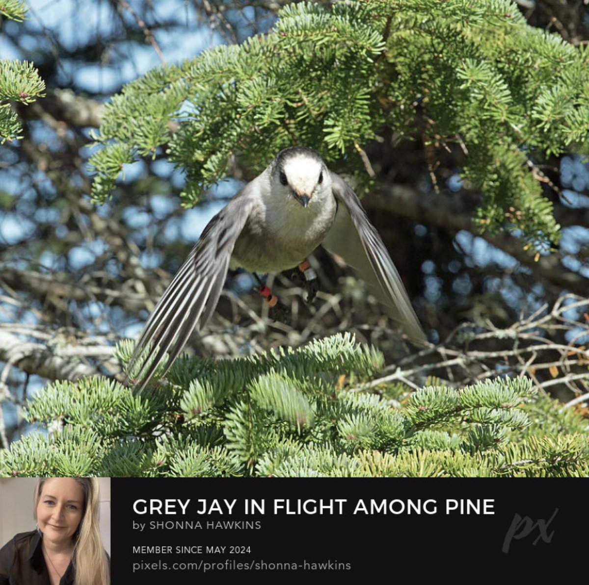 shonna99784's tweet photo. Grey Jay in Flight Among Pine Branches by Shonna Hawkins https://t.co/Is98cCya0r

A grey jay is captured mid-flight as it navigates through the dense branches of a pine tree. The background of blue sky….

#GreyJay #CanadaJay #PineBranches #AlgonquinPark #BuyIntoArt #ToteBags https://t.co/UC8tKospwX