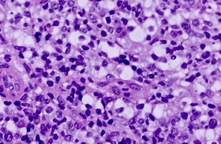 Shachar Path tweet media