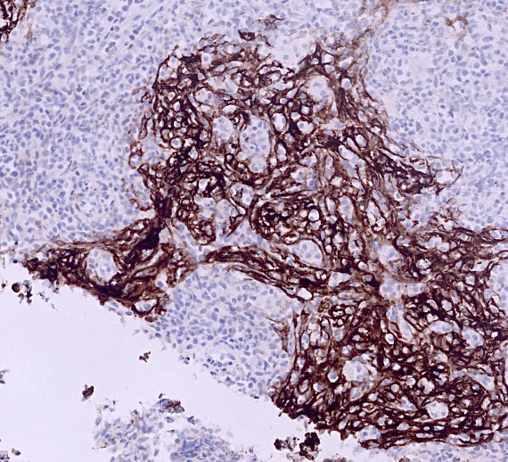 Shachar Path tweet media