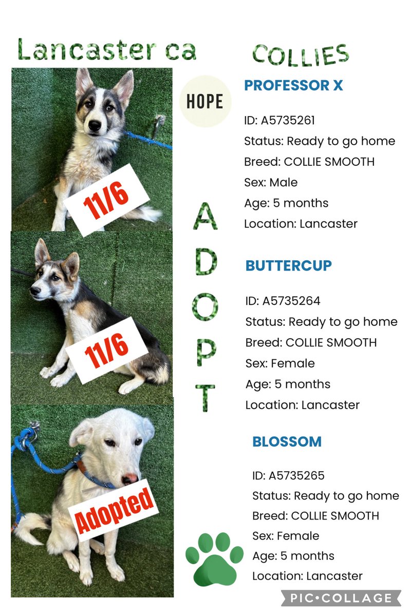 SarahjaneGille1's tweet photo. Just 11-6 TODAY EUTH possible #PUPPIESS ๐๐๐๐๐๐ PROFESSOR X #A5735261 BUTTERCUP #A5735264 5m #collies #PUPPIES NOW HELP๐ #ashtreerescue #bordercolliesinneed #cchdrescue #northbaycanine #glenhighlandfarm #barneysfurryfriends ๐๐๐๐๐ https://t.co/diTCrBq6PX