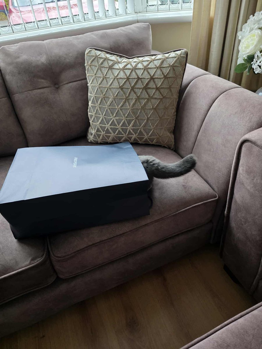 Can't find the cat anywhere 👀