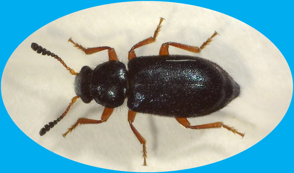 Insects Limited, Inc tweet media