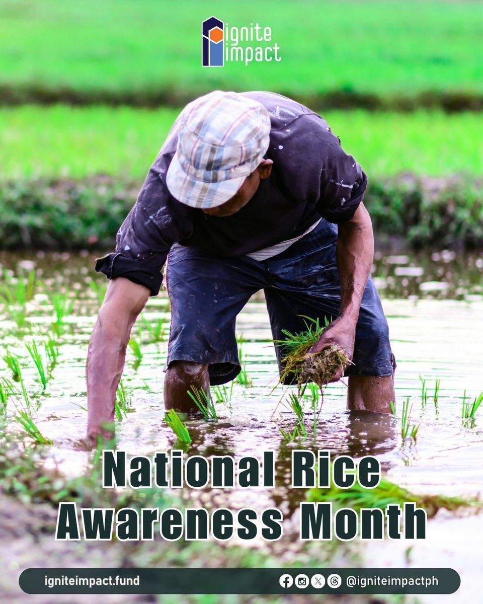 IgniteImpactPH's tweet photo. November is the celebration National Rice Awareness Month  - a time to promote responsible rice consumption and appreciation for our local farmers. The month encourages us to be more responsible consumers, avoid rice wastage, and support our farmers. https://t.co/tRgzaj3MQX