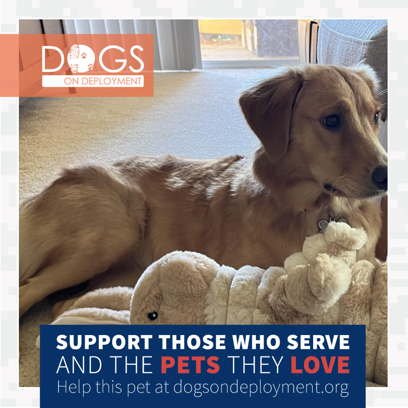 DogsonDeploymnt's tweet photo. Miss Mellie needs a DoD Boarder!
🗓️ December 30, 2025 - September 21, 2026
📍 #Irvine #California (willing to travel within CA)
🔗: https://t.co/8iKwyc5wvX
(Must be registered as a DoD Boarder and logged on to view all information!)
#DogsonDeployment #DoDMission https://t.co/jgGrDCED80
