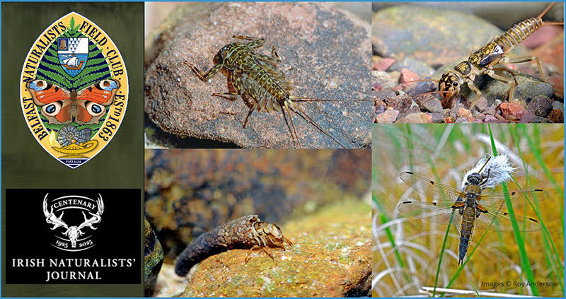 Tuesday 11th November 7.30 to 9pm  Ulster Museum; also zoom (register@bnfc.org.uk if not a BNFC member)   Helen James, Ulster Museum, speaks on "Freshwater Insects of Ireland" highlighting their life cycles, and the threats facing our freshwater ecosystems and their inhabitants