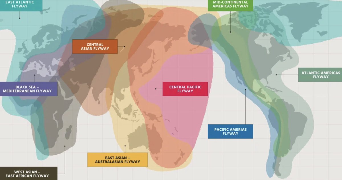 PaulsonInst's tweet photo. Nature is our life-support system. Aligning global efforts to confront climate change and biodiversity loss is essential.

PI tracks the migration of two Spoonbills to demonstrate how rolling out climate solutions at the expense of nature is unwise. https://t.co/AE745K1bxF https://t.co/gwu4ahgzxC
