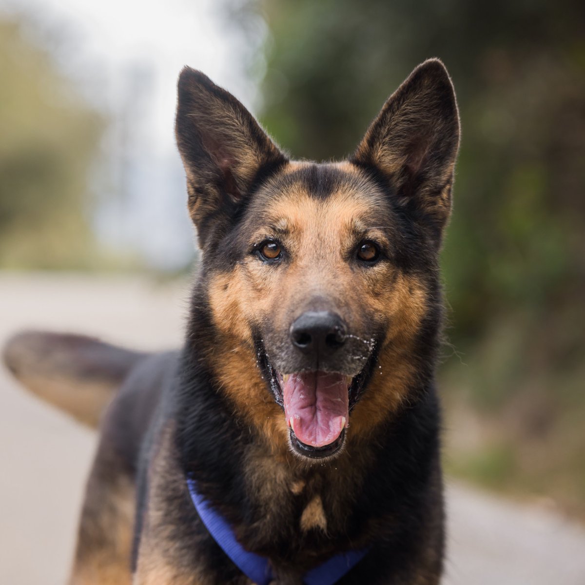 RCDEspanyol's tweet photo. 🐻 𝐎𝐒𝐎 es un pastor alemán de 10 años con un corazón enorme 💙 

Es dulce, juguetón y sigue lleno de energía y busca una nueva familia para seguir repartiendo alegría 🐶

Conócelo 👉 https://t.co/vnzO7BLVsM https://t.co/pYwLgPAeub