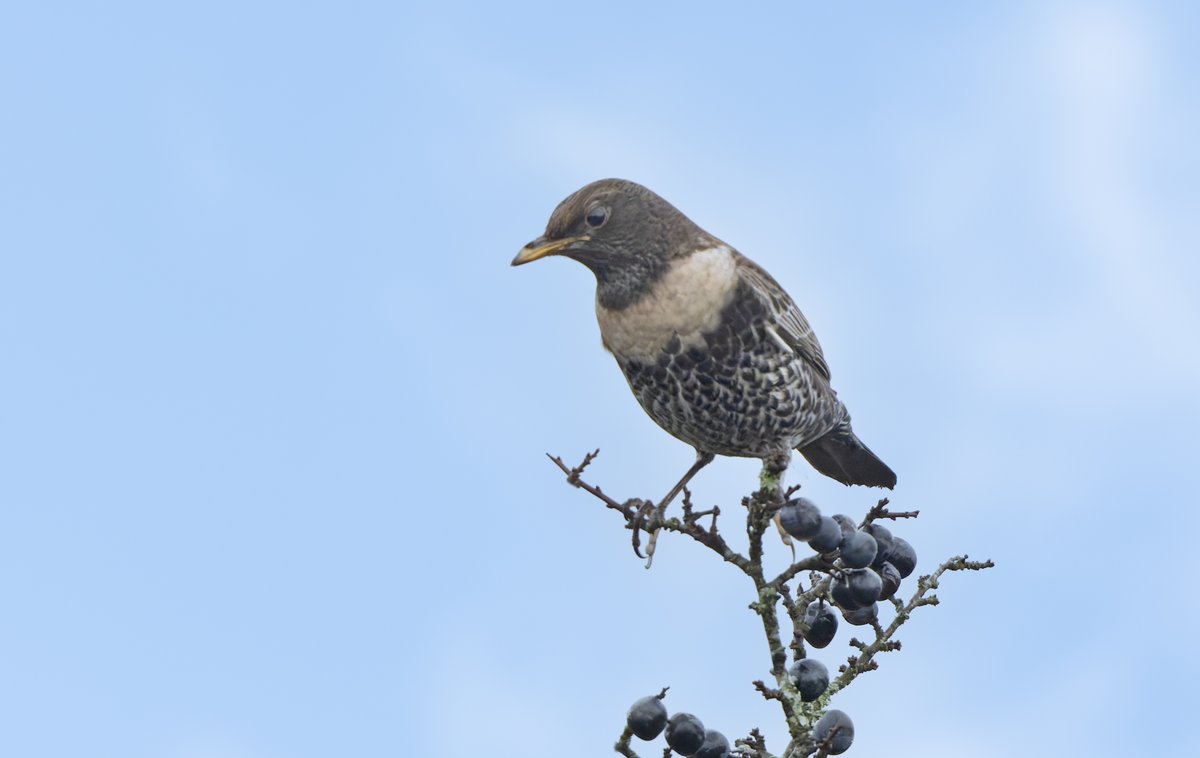 PATRICK a.g. HAWKINS tweet media