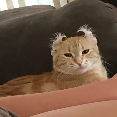PunchingCat's tweet photo. https://t.co/6LaFkyWqvB