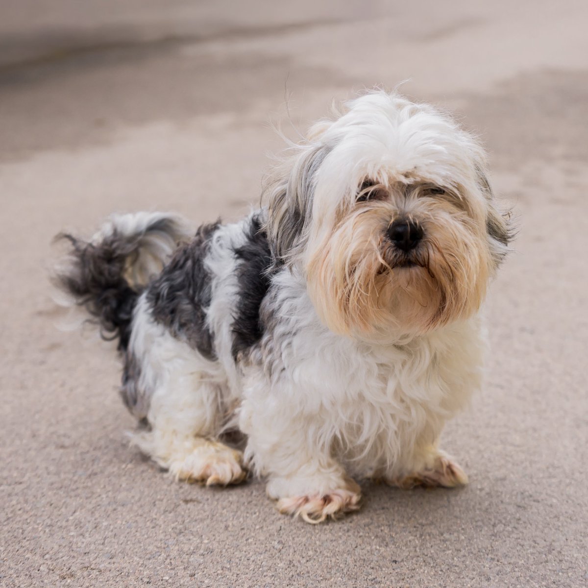 📣 ¡Pericos! Tenemos que encontrarles un hogar a estos peludos, que el sábado saltarán al campo con nuestros jugadores 🐶

🧵 ¡Vamos con un hilo para que los conozcáis mejor y con toda la información para su adopción!

#LosPericosNoAbandonan