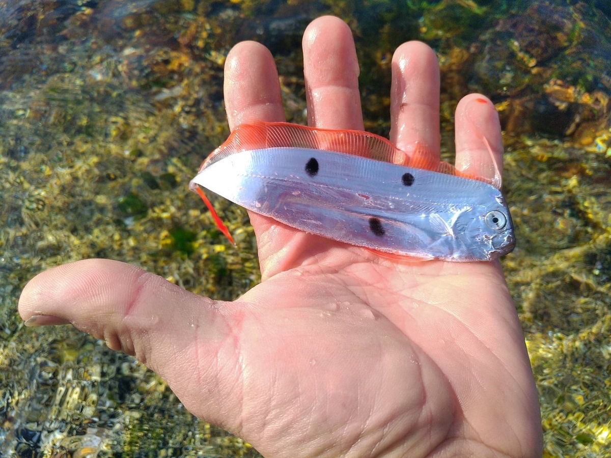 How should I call this type of "fish-holding images"?