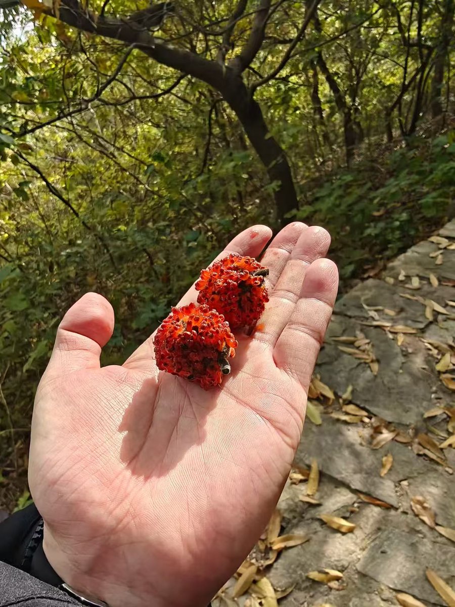 有人知道这是什么果子吗