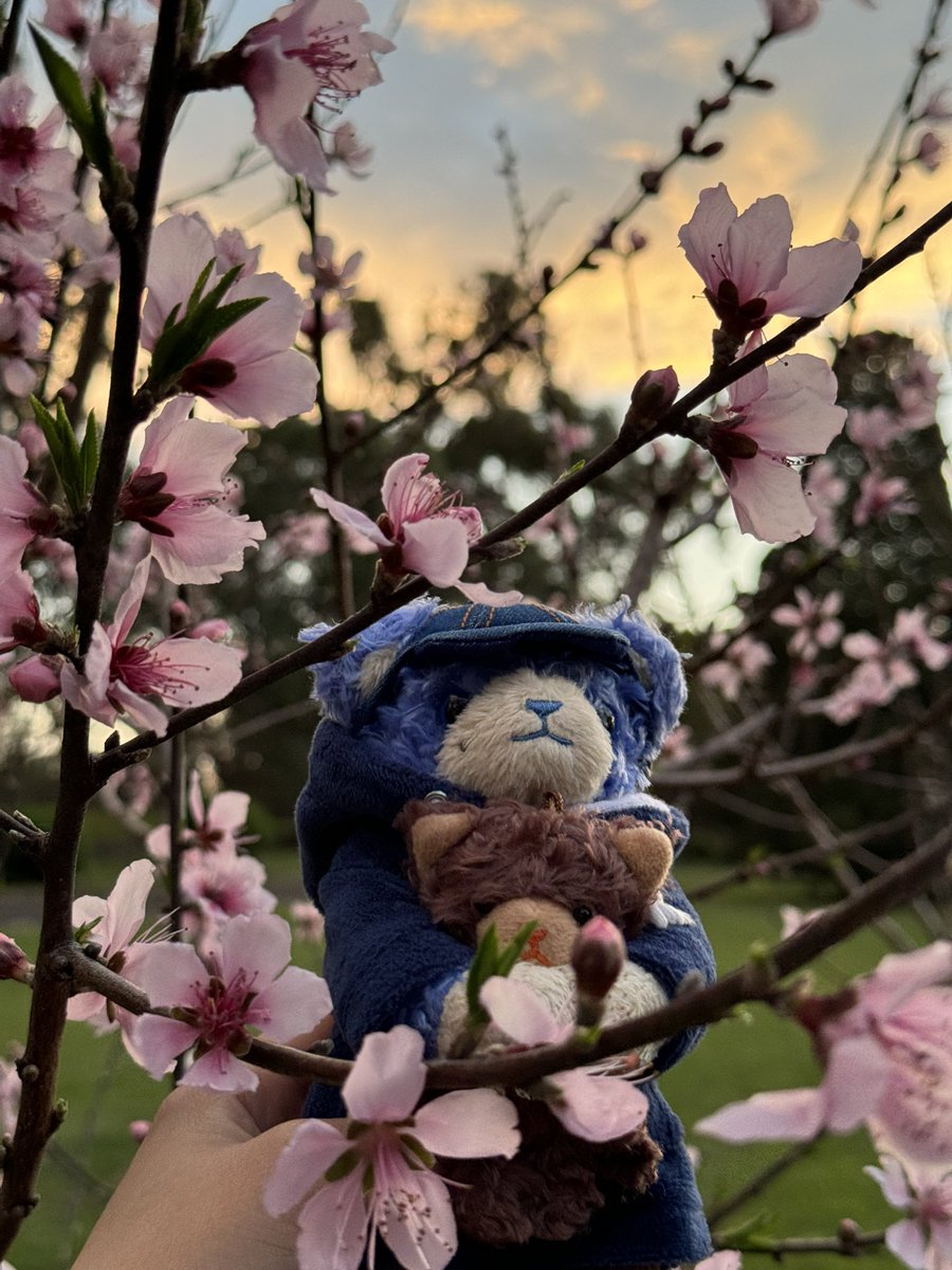 kiri (キリ) 🥞 tweet media