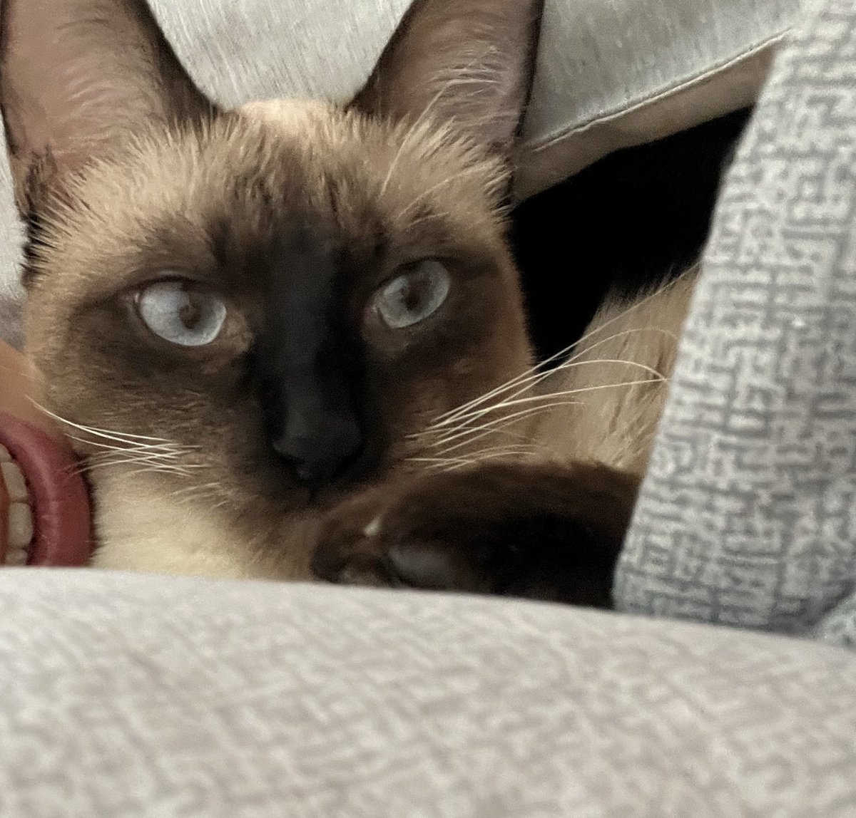 ☆∀☆ tweet media