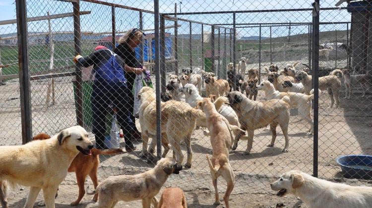 🔴Gaziantep’te belediyeye ait bir barınakta, tek bir köpeğin aylık bakım maliyeti 30 bin TL’yi aştı. (Daktilock)