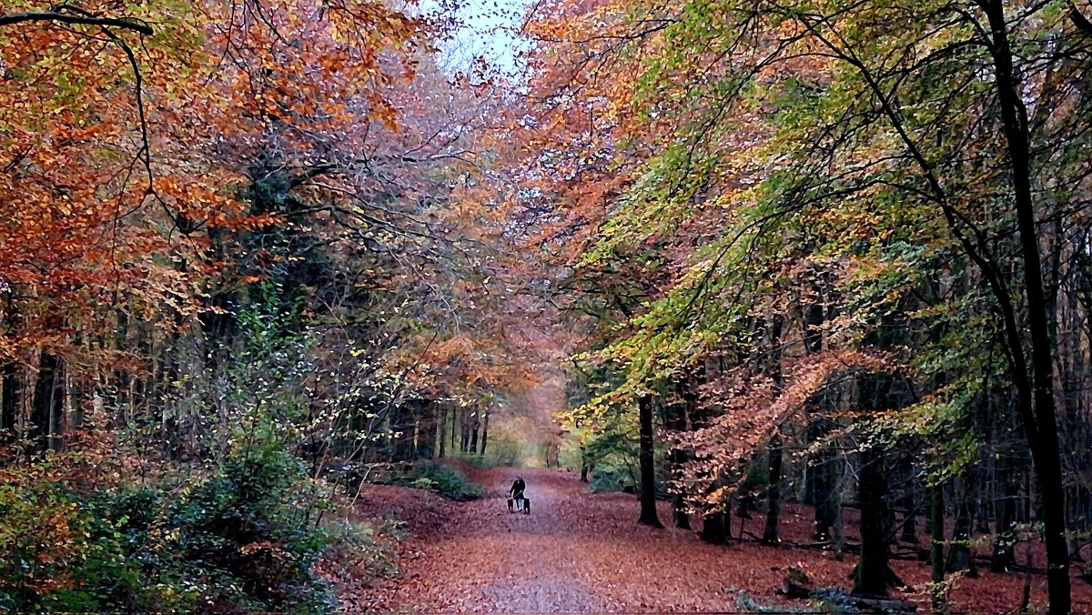 A wander in the trees in Fforest Fawr near Castell Coch.  The incredible Autumn colours were mesmerising 
#autumn #autumncolours #autumnleaves