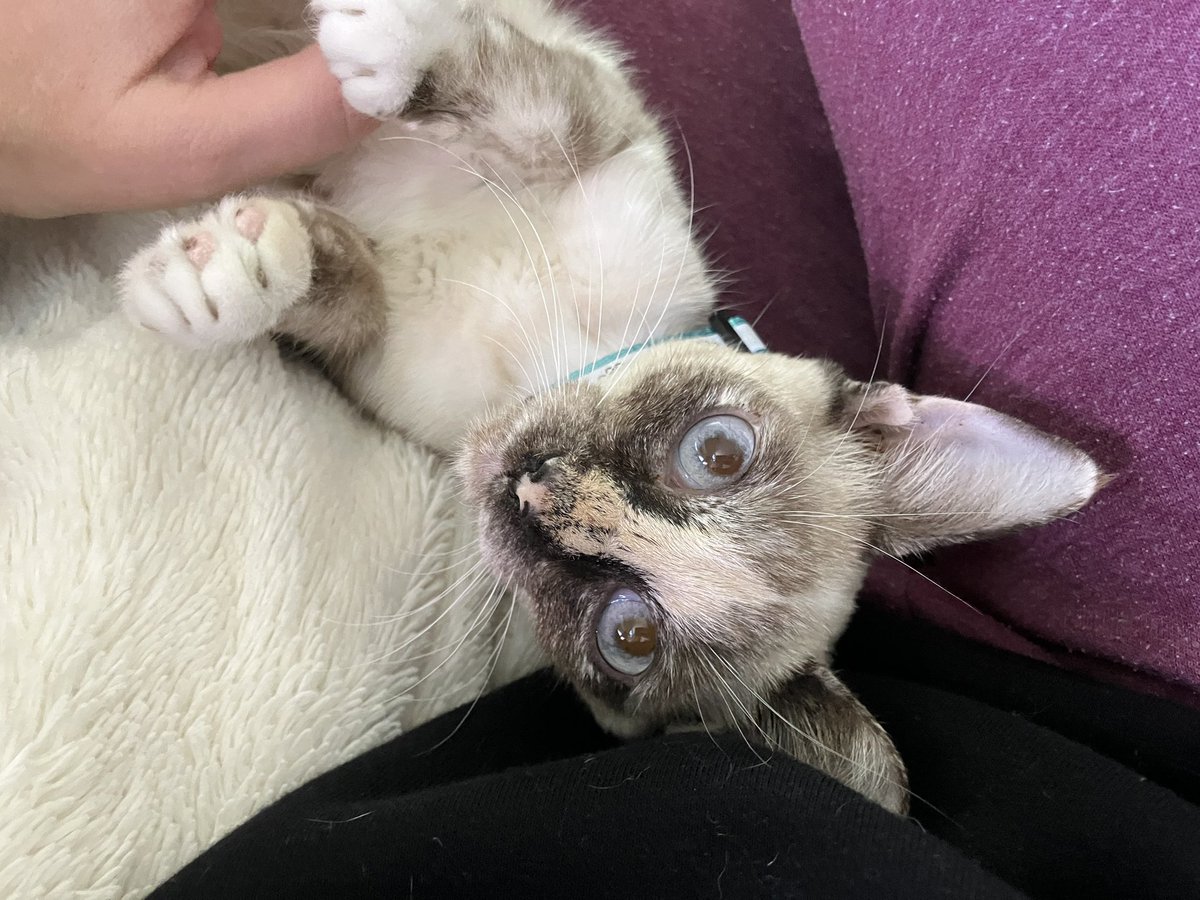 🌻Paintless tweet media