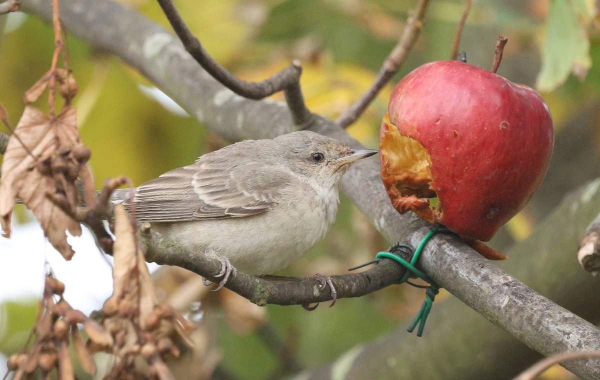 james_dee's tweet photo. Thanks to Peter, I've enjoyed best ever views of a Barred Warbler today.  @spurnbirdobs https://t.co/23wqByvRzB