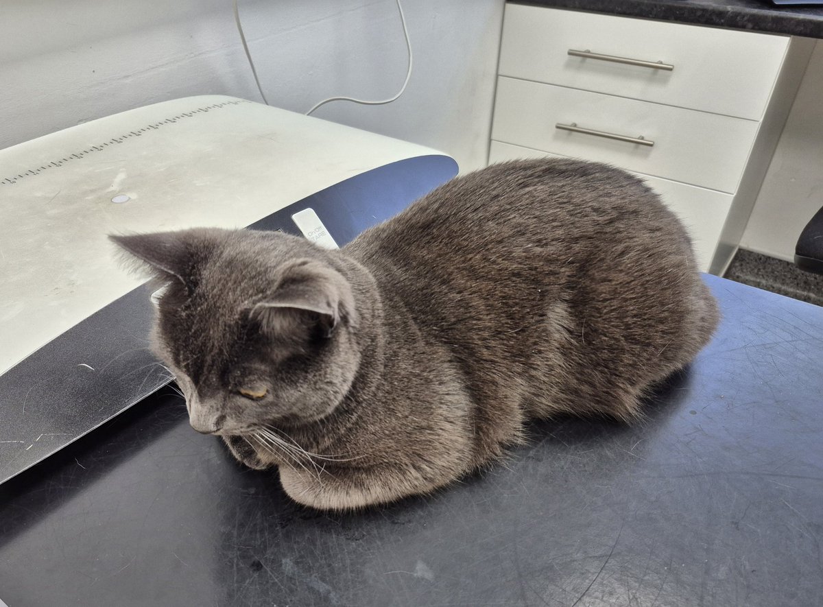 I got shoved in the carrier &amp; taken to see the vet nurse! Luckily only for my 6 monthly check up. Quite rightly she said I am handsome &amp; gorgeous. She gave me Dreamies &amp; I decided the vet place isn't so bad after all 😺 Thruxton