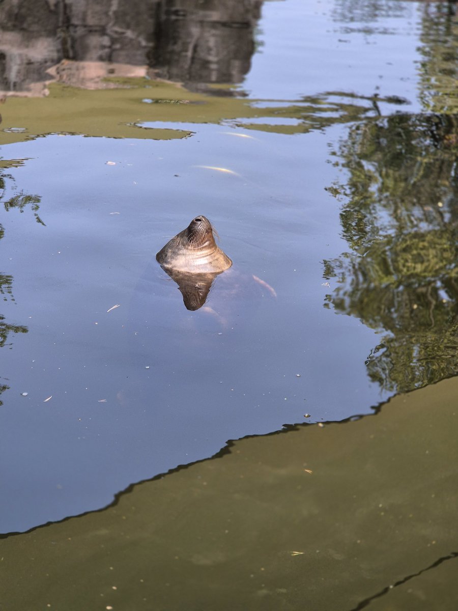 Chaim Levinson tweet media