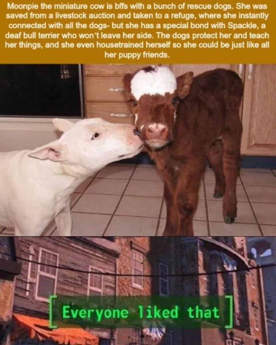 Everyone liked that #cow #memes #pets #wholesome #funny
