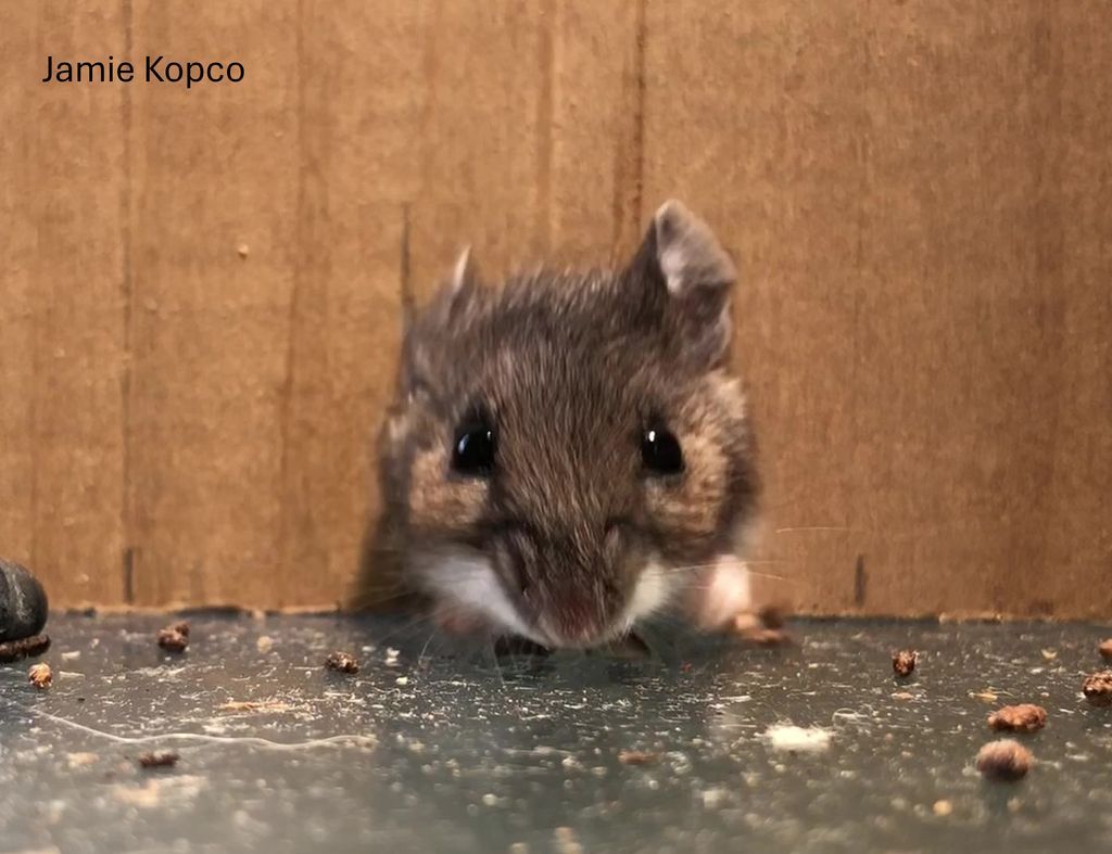 PSUpested's tweet image. Mice and rats looking for warmer places will move into buildings if they can. Mice can squeeze into cracks 1/4 inch wide and rats into an opening half inch wide. Keep them out by closing up gaps under doors and other openings. 
More info here: buff.ly/bVTLKKZ