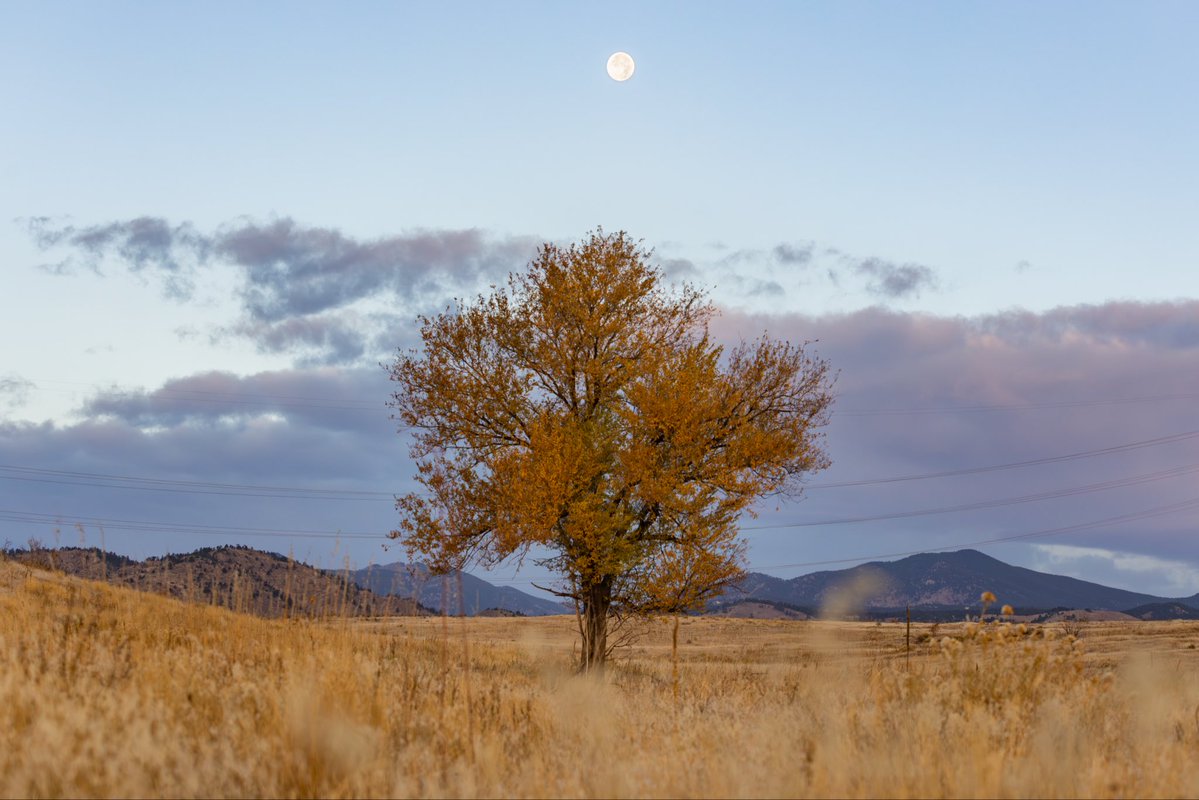 mkvackay's tweet image. Simplicity and beauty in the little things. The full beaver moon setting over the foothills and a lone tree on South Table mountain #cowx