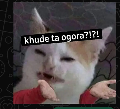 datcatmann's tweet photo. https://t.co/ekzoG6nN8z