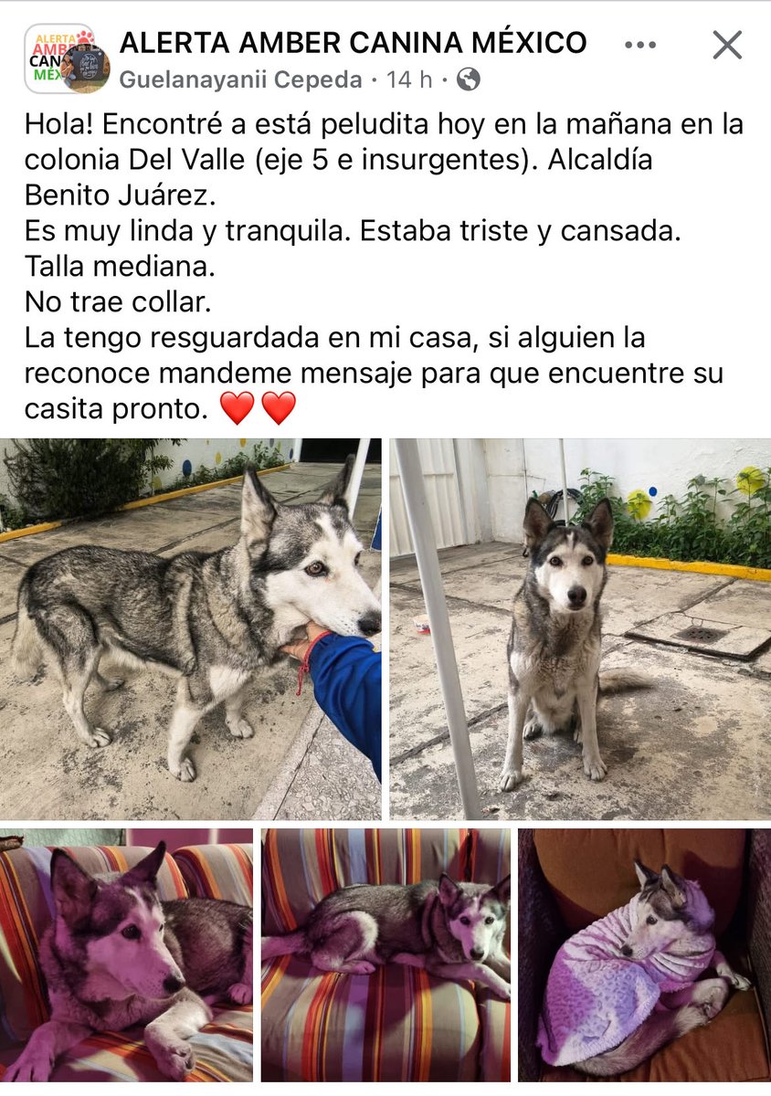 IsabelJunco's tweet image. @En_laDelValle  @NarvarteVecinos  @Delvalle_Quejas  @tlacodelvalle  @DelValleDF  @AdolfoPrietoVec