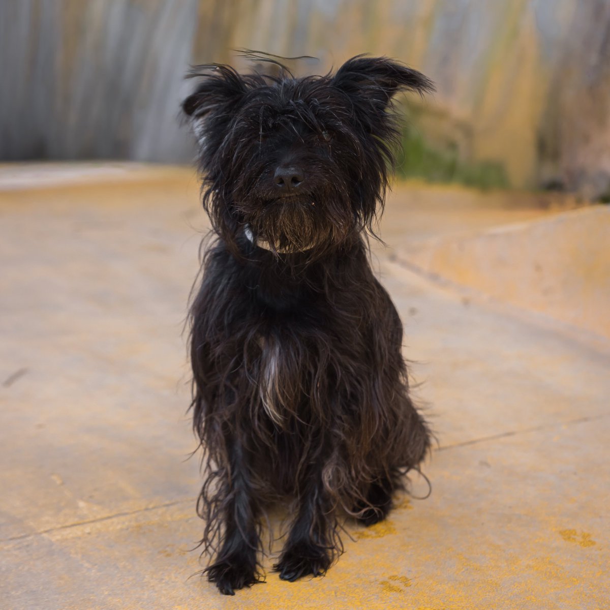 RCDEspanyol's tweet photo. 🖤 𝐁𝐋𝐀𝐂𝐊 tiene 12 años y una energía que enamora. 

🐾 Es alegre, cariñoso y siempre está listo para jugar. 

ℹ️ https://t.co/vnzO7BLnDe https://t.co/01t2LDX5xg