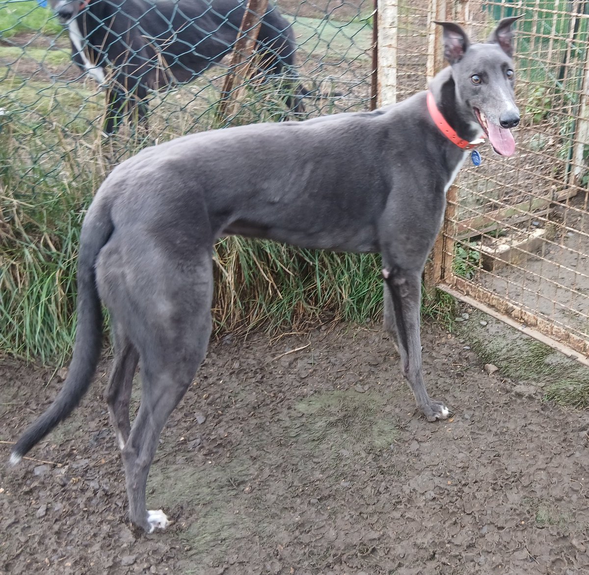 Whittingham Kennels - Retired Greyhounds Charity tweet media