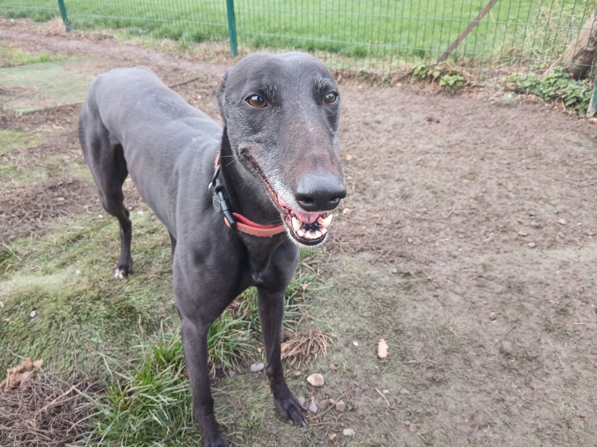 Whittingham Kennels - Retired Greyhounds Charity tweet media