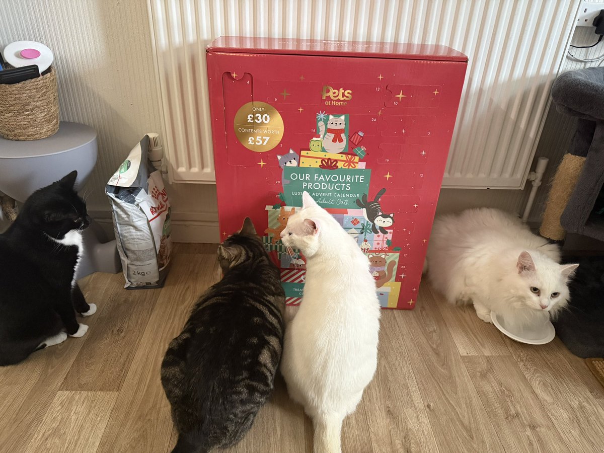 Christmas has come early! Finally managed to pick one of these bad boys up! Been out of stock! Happy Kitties!!! #catchristmas #cats