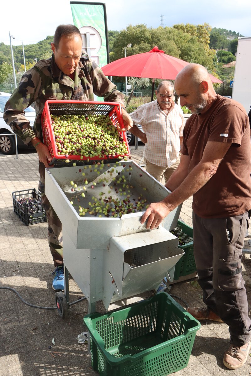 Opération de collecte d’olives à #Allauch : une année record avec près de 5200 kilos d’olives récoltés destinés à la production d’huile locale 
👉facebook.com/allauch/