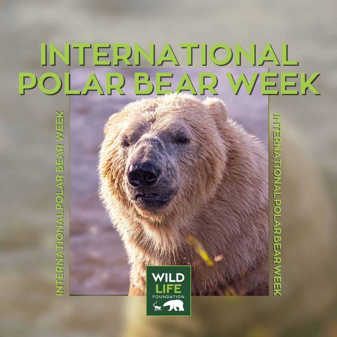 WildLife Foundation tweet media