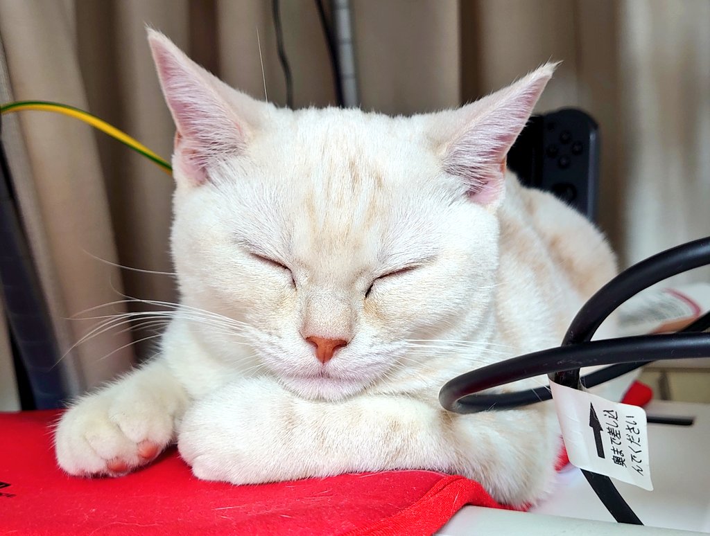 熱源が多いから気持ちいいのかな…