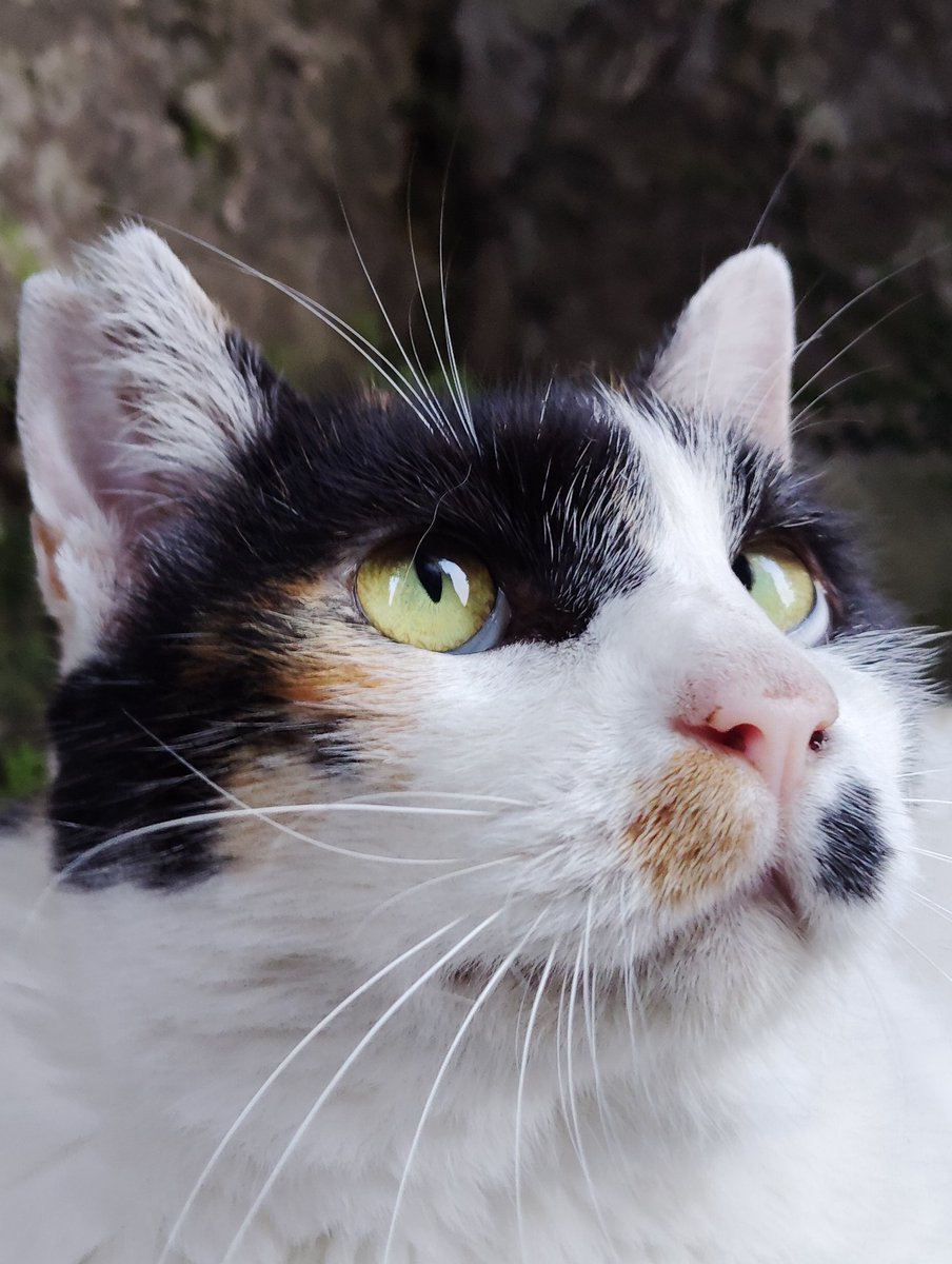 Kizu_RT's tweet image. 11/7  📆 立冬
#鼻金　　　　　　　　  ミケちゃん 🐾

　　　　　　　        今日も、よろぴこ♪

　　　　　          🇹🇷 Bugün de eğlenin♪