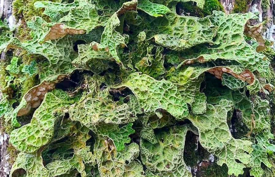 Esot īpaši aizsargājams ķērpis - plaušķērpis. Šim uz tās priedes ļoti patīk, jo izaudzis kāpostgalvas lielumā.
Kurš mums te ķērpju fans, varbūt  <a href="/dziedava/">Julita Kluša</a> zina:)