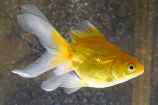 ピクエムpicM on X