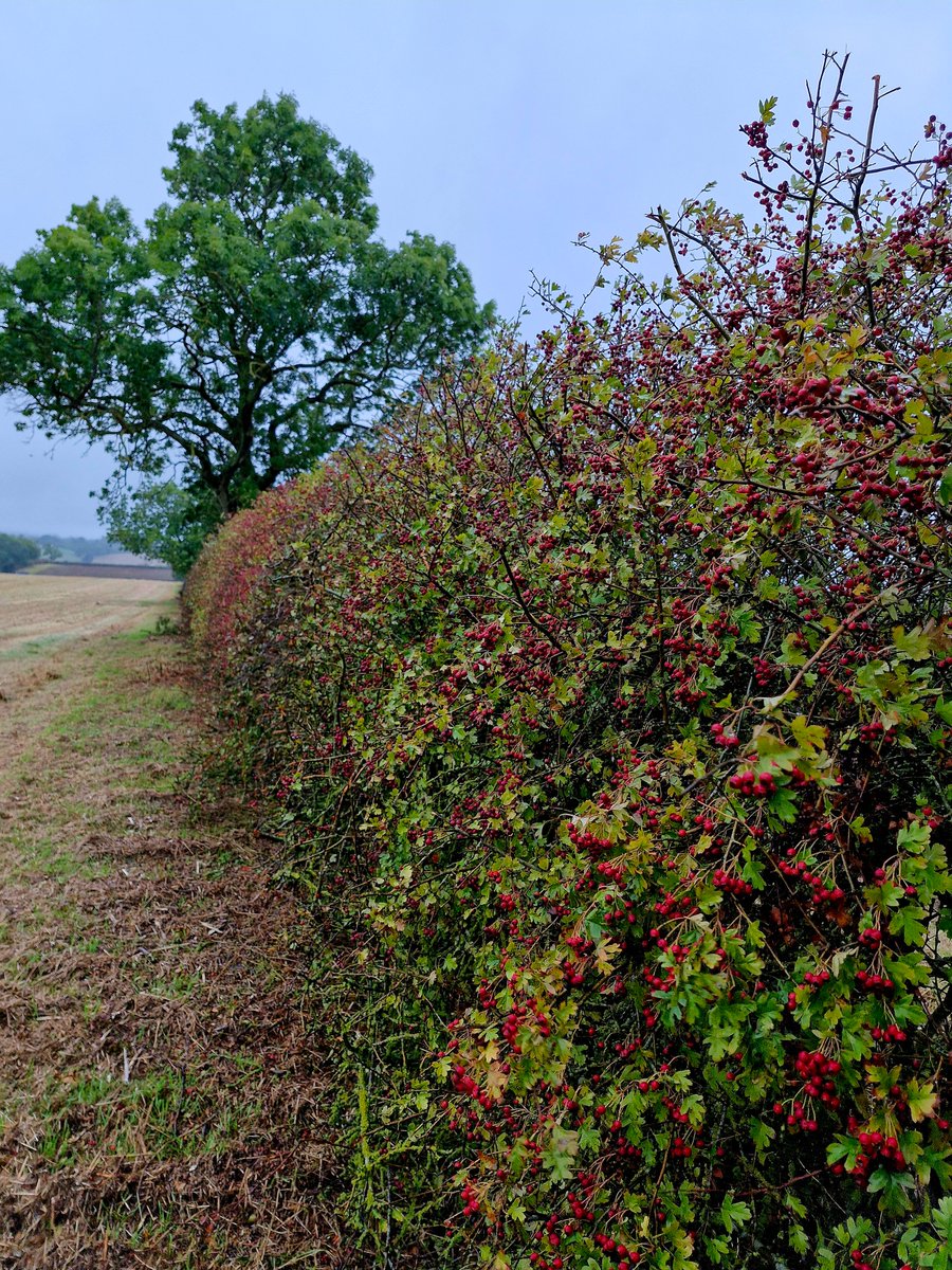 AdeysAlthorp's tweet image. Our hedgerows and their ongoing management draws more debate from the public than any other subject across the Estate. 
Conservation@althorp.com
#ongoing