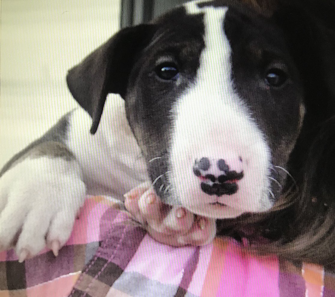 sheilaMol tweet media