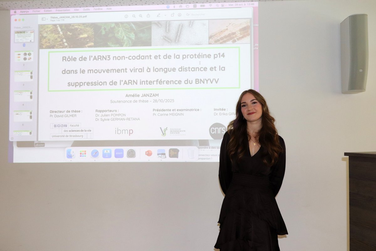 cnrs_ibmp's tweet photo. 🦠PhD Defense🎓
👏Congrats to Amélie Janzam, who defended her PhD “Role of the non-coding RNA3 and the p14 protein in long-distance viral movement and RNA interference suppression of BNYVV.” Supervised by David Gilmer
#PhDDefense #PlantVirology #RNA #IBMP https://t.co/XZlmefbFev