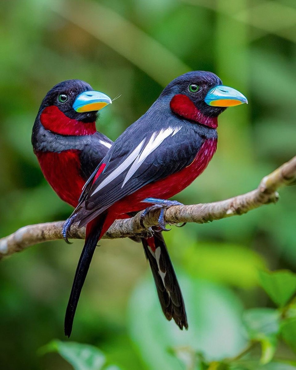birdtalkX's tweet photo. Black-and-red Broadbill (Cymbirhynchus macrorhynchos) in Malaysia. Credit: Kin. https://t.co/pzmf8EDzBW