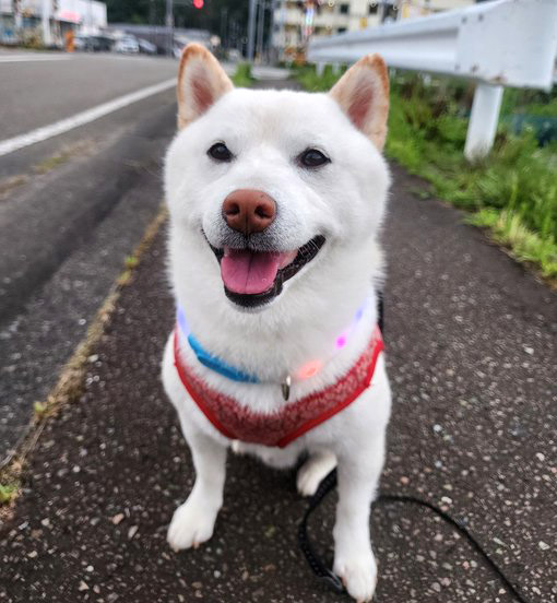 shiba_sukisugi's tweet photo. この漢字、読めますか？
 「操る」
⬇️正解は柴犬から！⬇️
 柴犬ドリル＜漢字＞
https://t.co/SPI7NY56Ns

※回答柴
@kz400_linda さんちのムク https://t.co/B51N5wqRLg