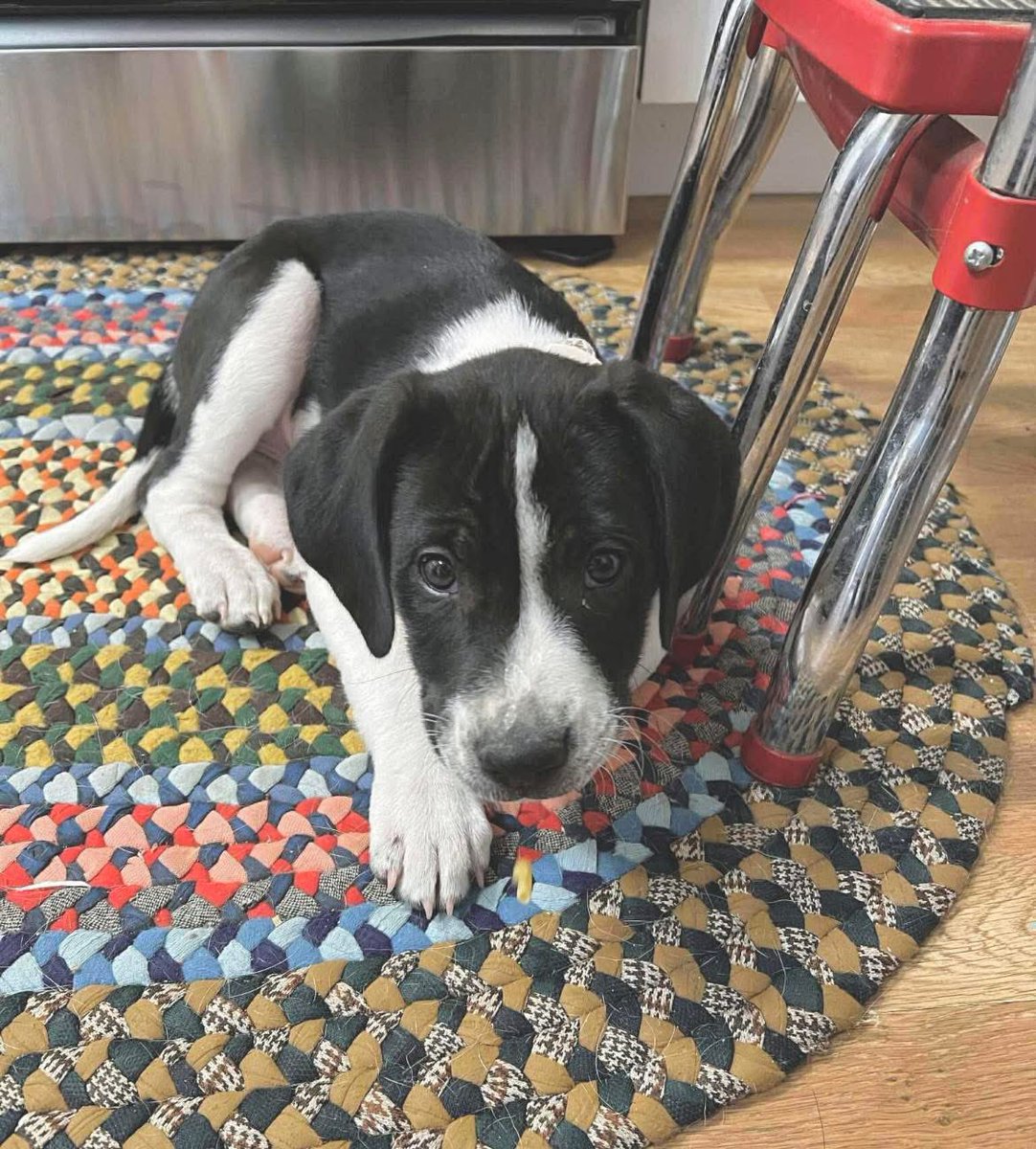 Thursday, November 6, 2025

Please🙏 share for:

PuppyPaws Rescue
Huntington, MD 20639

(202) 630-5874

Mona🐾🐾 Update! 🎀🐶

Our floppy-eared princess is still out here being cute, wiggly, and absolutely convinced she’s the center of the universe (she is). ✨

At just 8 weeks