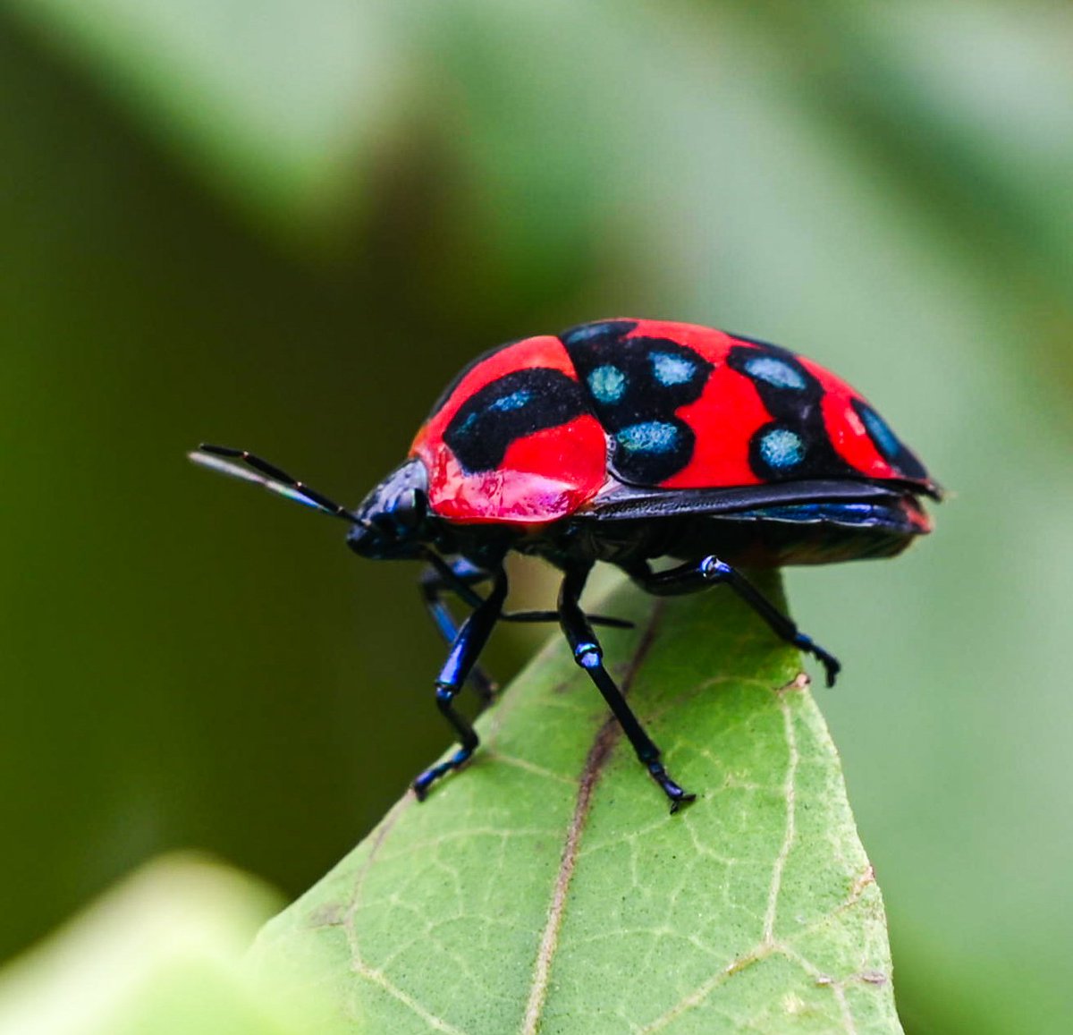 Woodpecker_cent's tweet photo. Jewel bug (genus Poecilocoris) for #insectthursday.
Meghalaya - Sep 2025

#ThePhotoHour #macrohour #natgeoyourshot #niffeature2025 #biodiversity #macrophotography #Himalayas #hemiptera #entomology #insectsofindia #insectphotography #natgeoindia #Nikon #insectencounter #nature https://t.co/wfiWg97Hm9